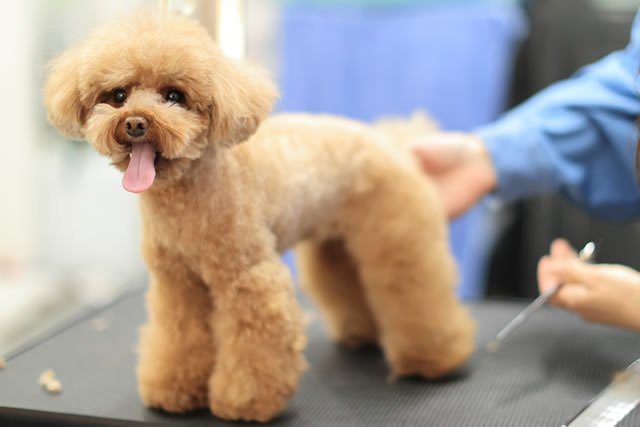 ３．皮膚病や高齢の子対応トリミングサロン併設